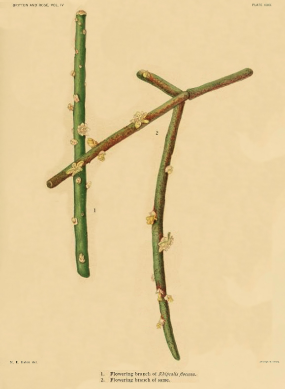 Rhipsalis floccosa subsp. floccosa