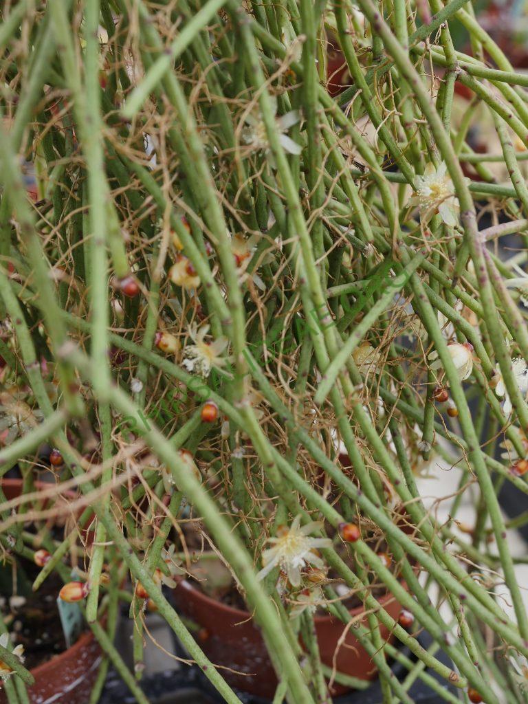 Rhipsalis floccosa subsp. pulviningera, AH 678, Nova Friburgo, Rio de Janeiro, Brazil