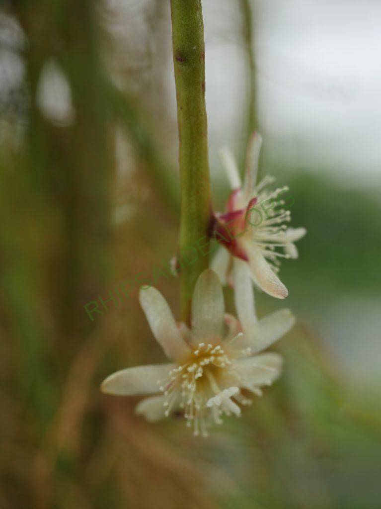 Rhipsalis floccosa subsp. pulviningera, AH 678, Nova Friburgo, Rio de Janeiro, Brazil