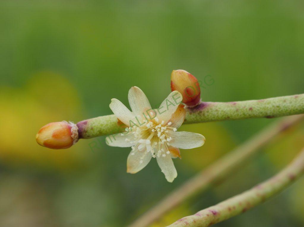 Rhipsalis floccosa subsp. pulviningera, AH 678, Nova Friburgo, Rio de Janeiro, Brazil