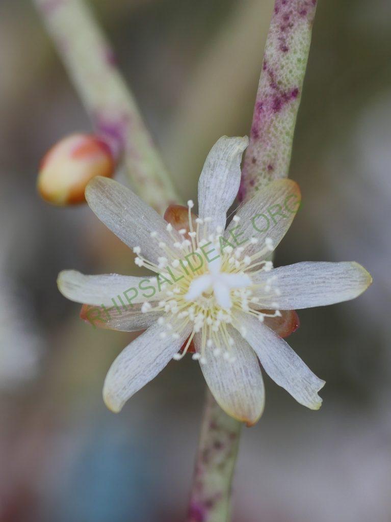 Rhipsalis floccosa subsp. pulviningera, AH 678, Nova Friburgo, Rio de Janeiro, Brazil