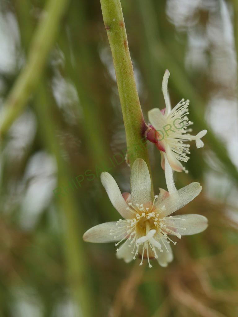 Rhipsalis floccosa subsp. pulviningera, AH 678, Nova Friburgo, Rio de Janeiro, Brazil