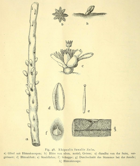 Rhipsalis grandiflora, (syn. Rhipsalis funalis)