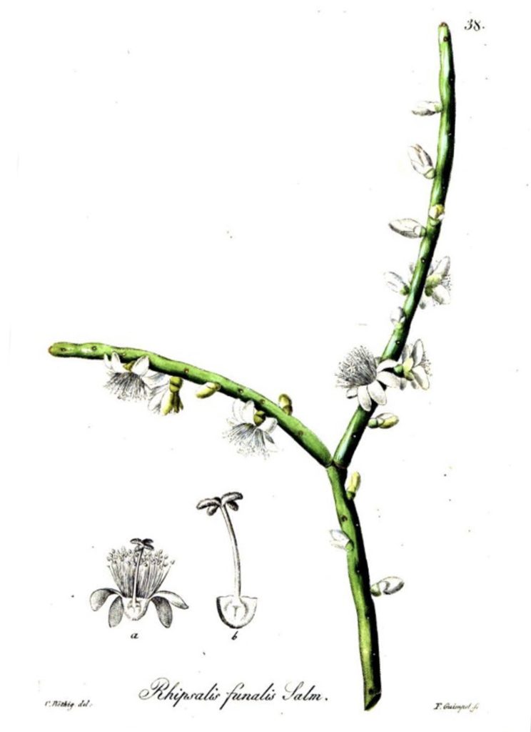 Rhipsalis grandiflora, (syn. Rhipsalis funalis)