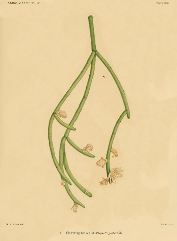 Rhipsalis floccosa subsp. pulvinigera, (syn. Rhipsalis gibberula)