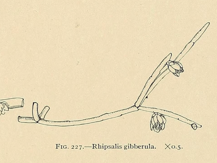 Rhipsalis floccosa subsp. pulvinigera, (syn. Rhipsalis gibberula)