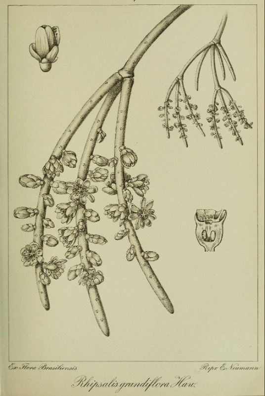 Rhipsalis grandiflora