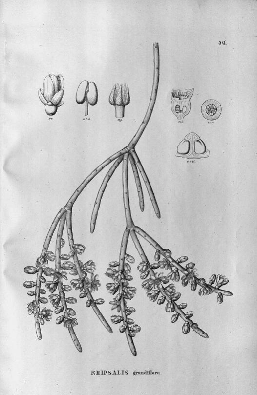 Rhipsalis grandiflora