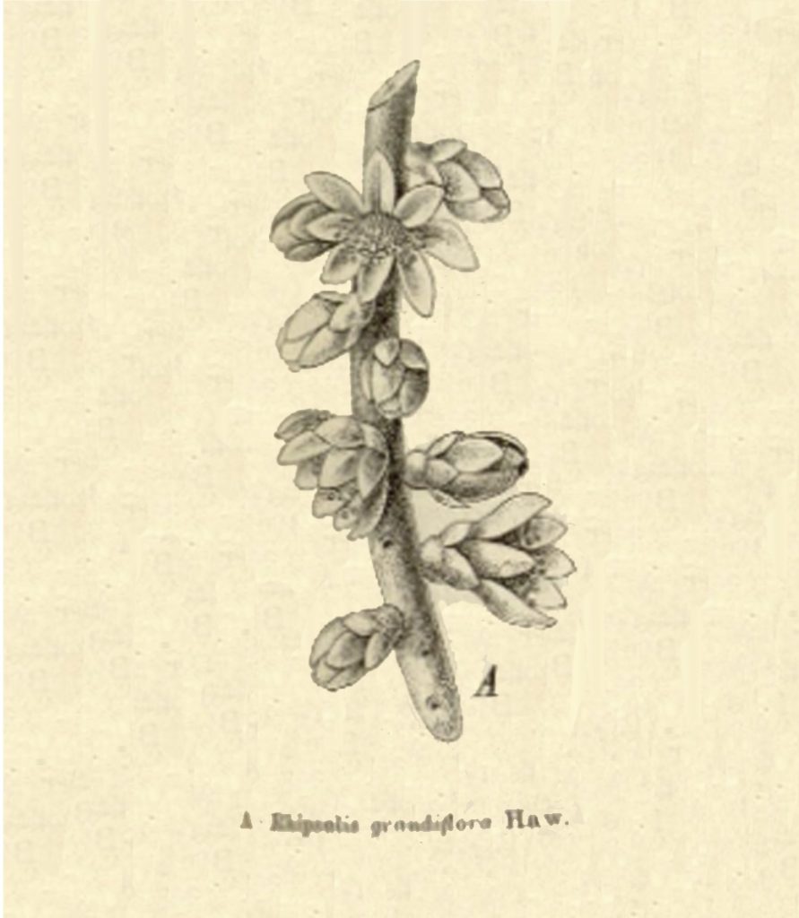 Rhipsalis grandiflora