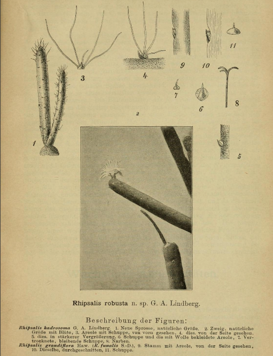 Rhipsalis grandiflora, (syn. Rhipsalis robusta G. A. Lindberg, Rhipsalis hadrosoma, Rhipsalis funalis)