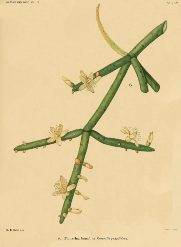 Rhipsalis grandiflora