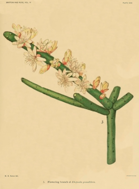 Rhipsalis grandiflora