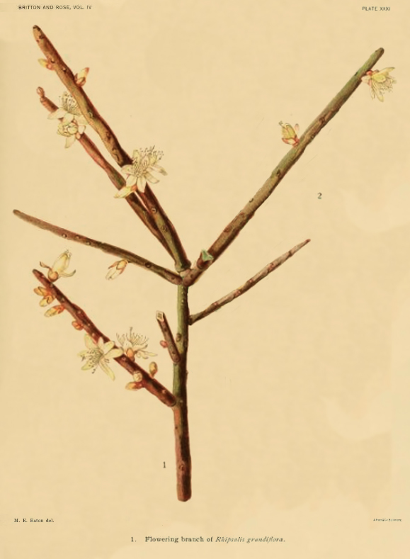 Rhipsalis grandiflora