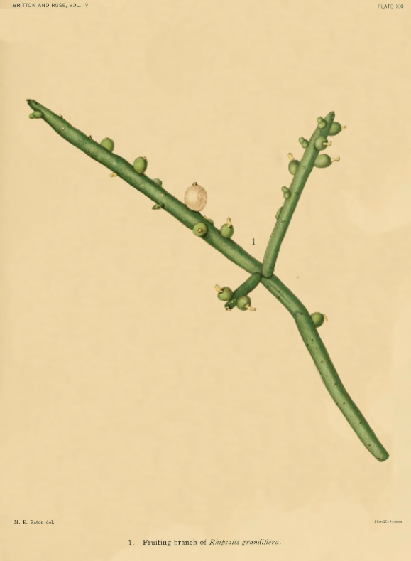 Rhipsalis shaferi, (specimen was erroneously identified as Rhipsalis grandiflora, illustrations 1 & 3 on Plate XXI appear to have had their labels erroneously switched)