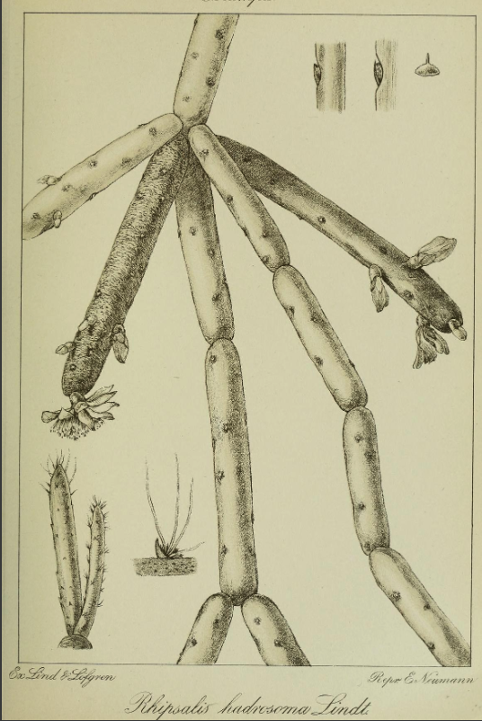 Rhipsalis grandiflora, (syn. Rhipsalis hadrosoma)