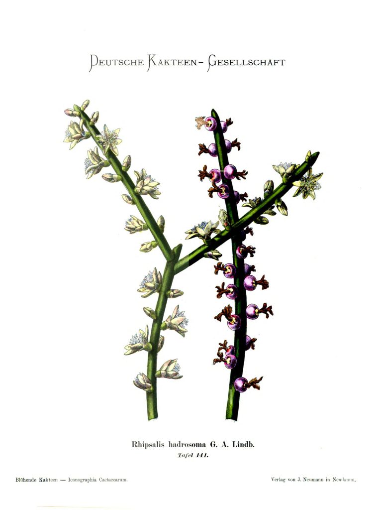 Rhipsalis grandiflora, (syn. Rhipsalis hadrosoma)