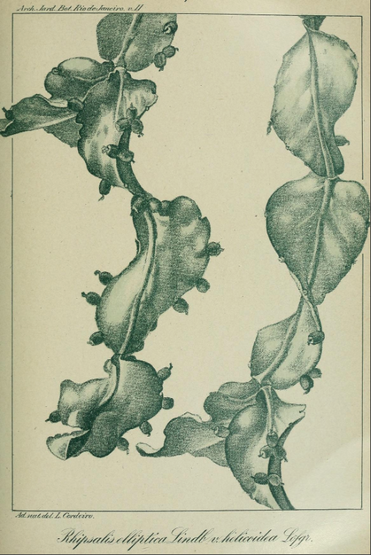 Rhipsalis elliptica, (syn. Rhipsalis elliptica var. helicoidea)