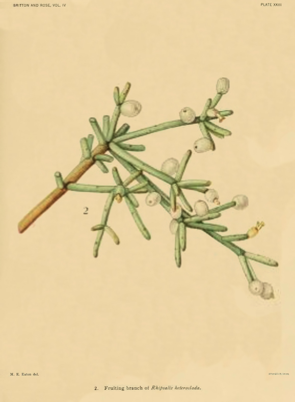 Rhipsalis teres f. heteroclada, (syn. Rhipsalis heteroclada)
