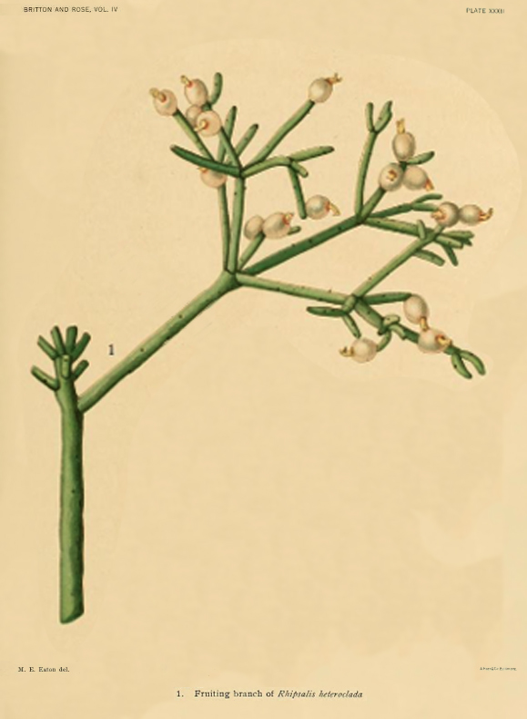 Rhipsalis teres f. heteroclada, (syn. Rhipsalis heteroclada)