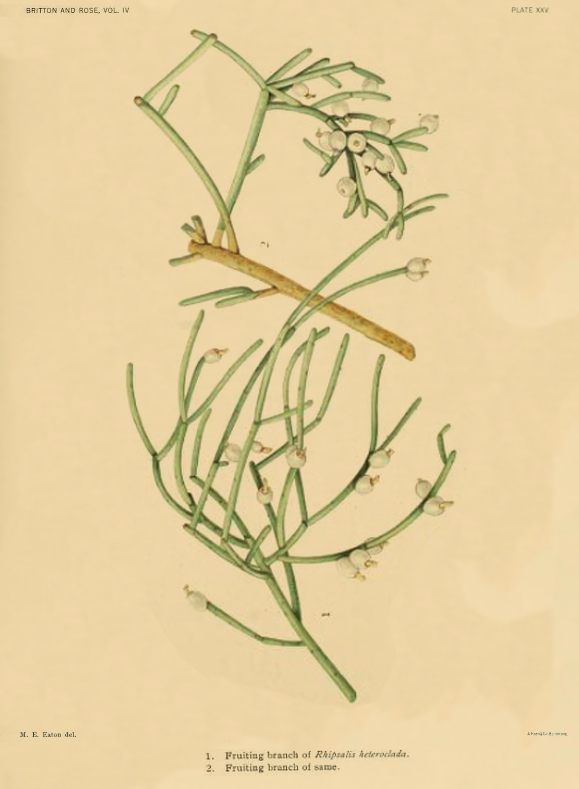 Rhipsalis teres f. heteroclada, (syn. Rhipsalis heteroclada)