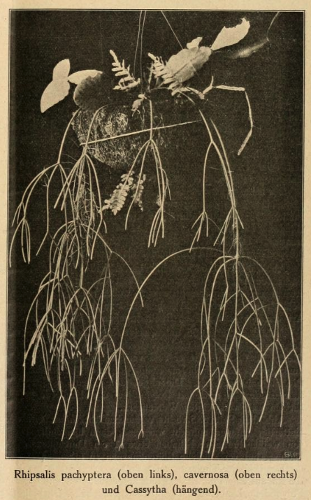Rhipsalis baccifera subsp. baccifera, (syn. Rhipsalis cassytha)