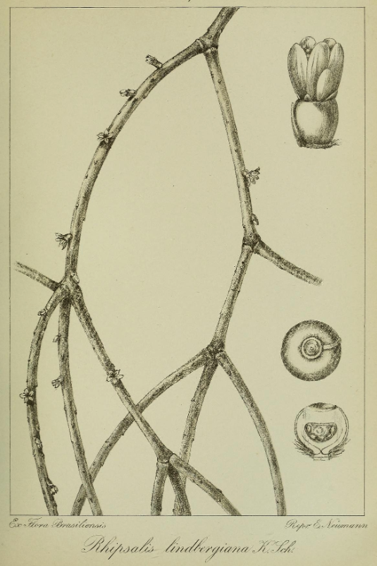 Rhipsalis lindbergiana