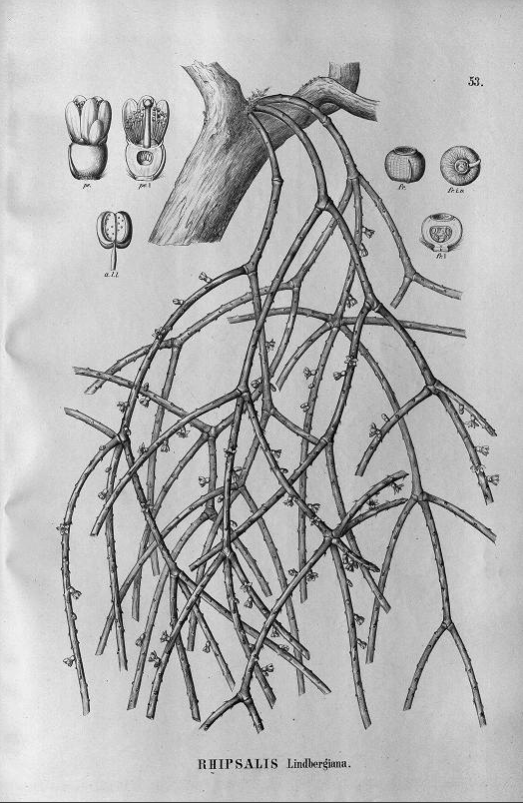 Rhipsalis lindbergiana
