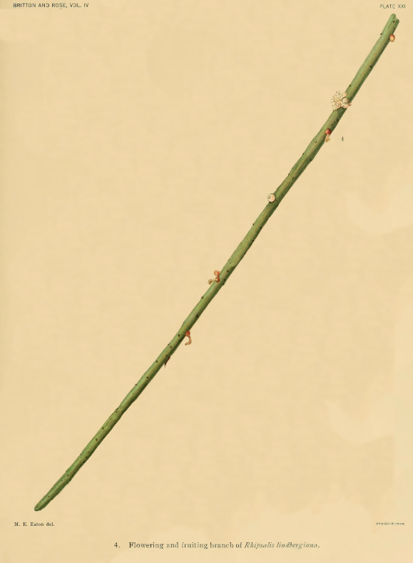 Rhipsalis lindbergiana