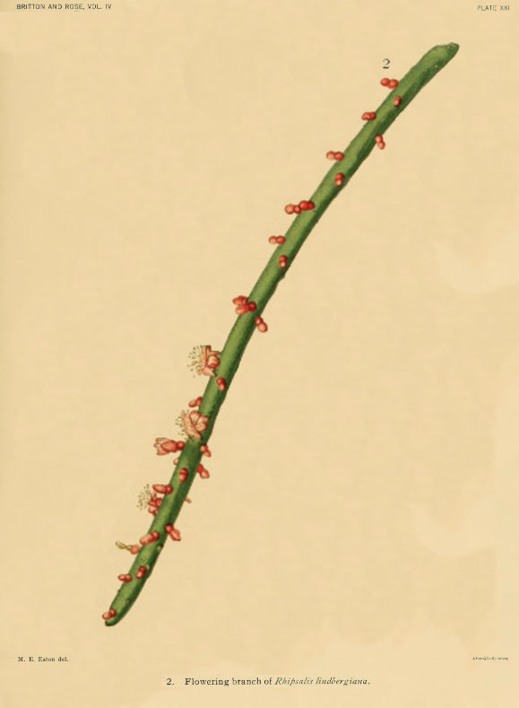 Rhipsalis lindbergiana