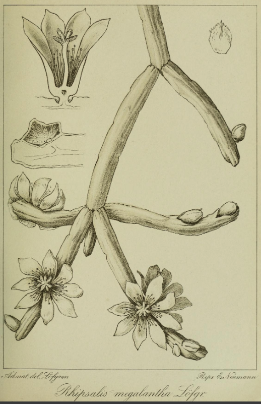 Rhipsalis neves-armondii f. megalantha, (syn. Rhipsalis megalantha)