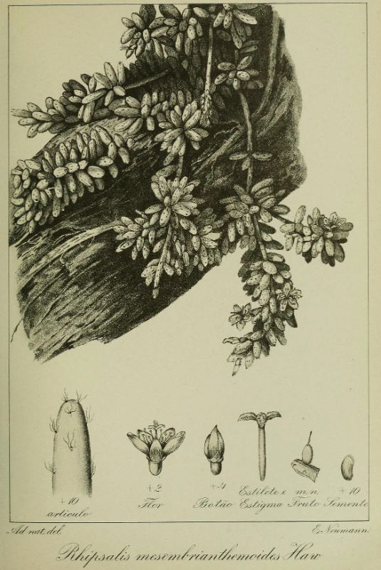 Rhipsalis mesembryanthemoides