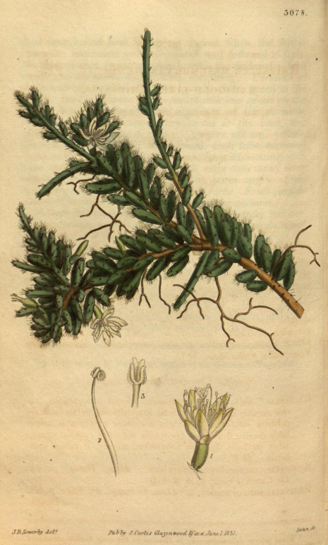 Rhipsalis mesembryanthemoides