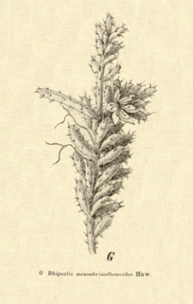 Rhipsalis mesembryanthemoides