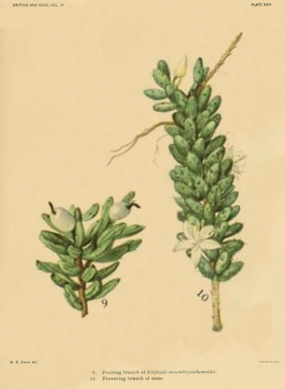 Rhipsalis mesembryanthemoides