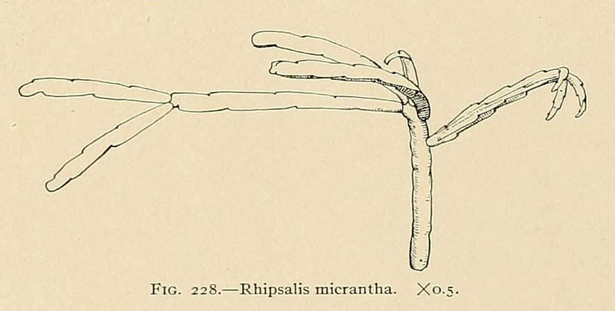 Rhipsalis micrantha f. micrantha