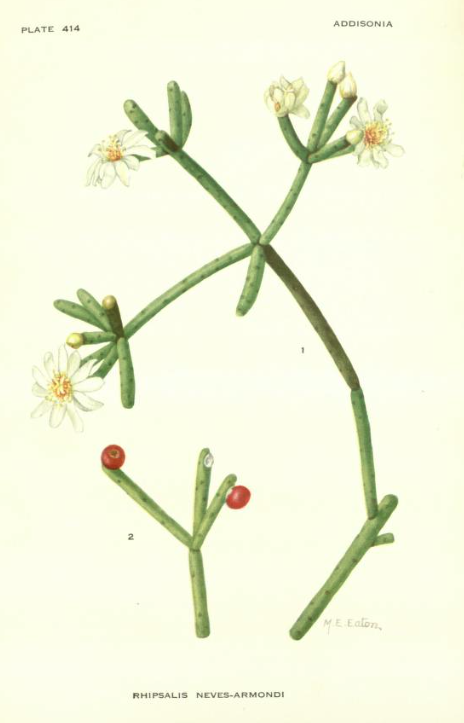 Rhipsalis neves-armondii f. neves-armondii