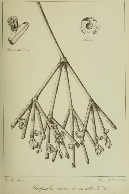 Rhipsalis neves-armondii f. neves-armondii