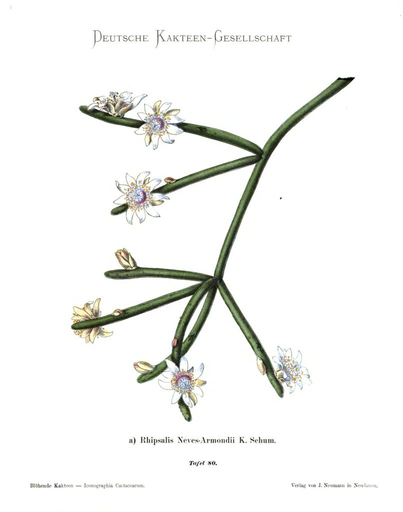 Rhipsalis neves-armondii f. neves-armondii
