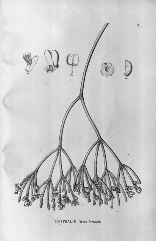 Rhipsalis neves-armondii f. neves-armondii
