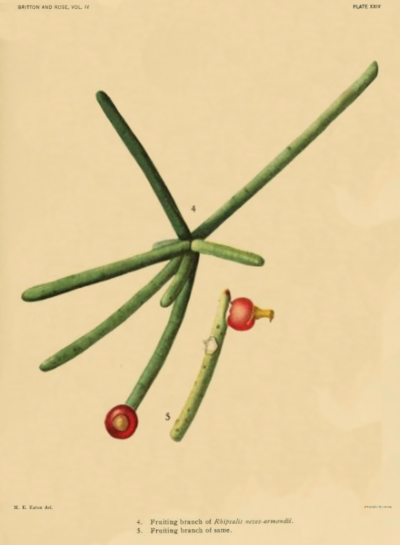 Rhipsalis neves-armondii f. neves-armondii