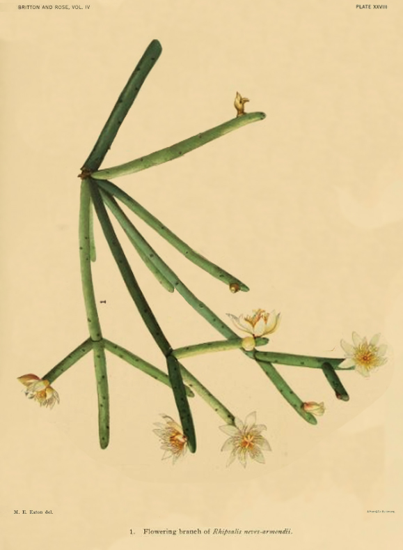 Rhipsalis neves-armondii f. neves-armondii