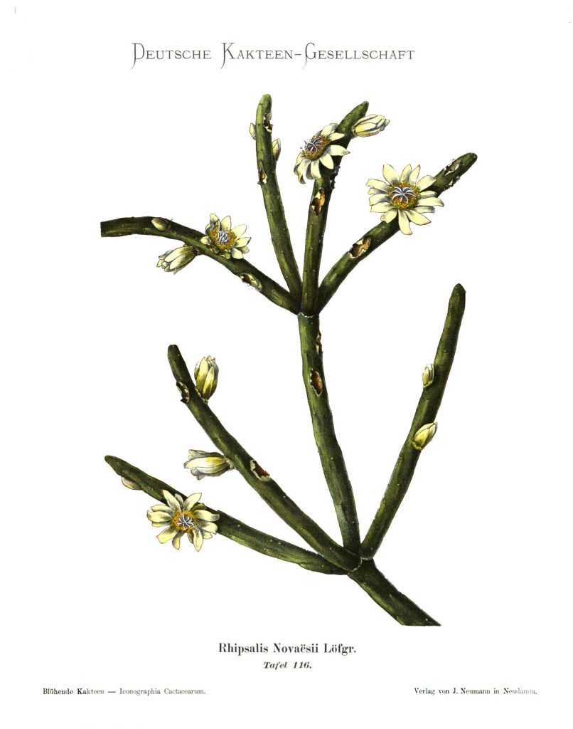 Rhipsalis neves-armondii f. megalantha, (syn. Rhipsalis novaësii Gürke)