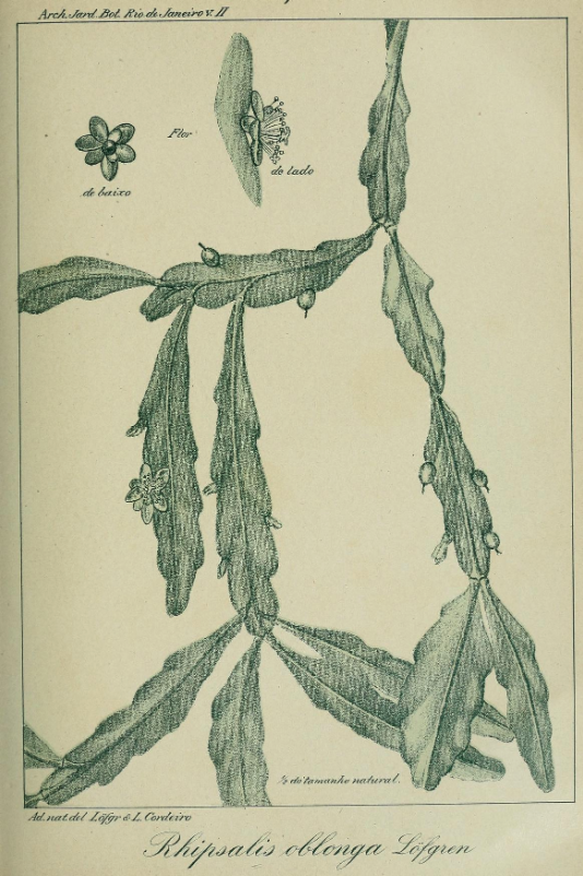 Rhipsalis oblonga