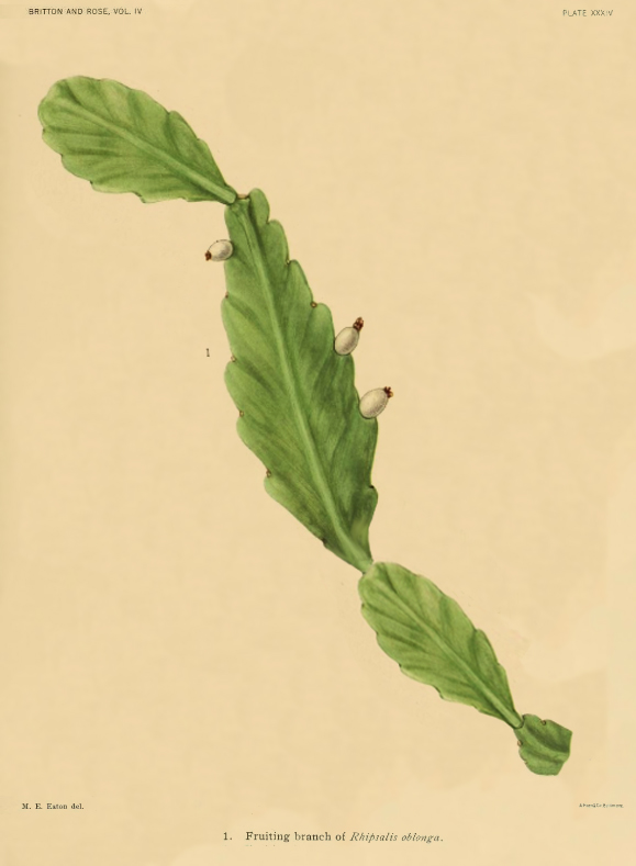 Rhipsalis oblonga