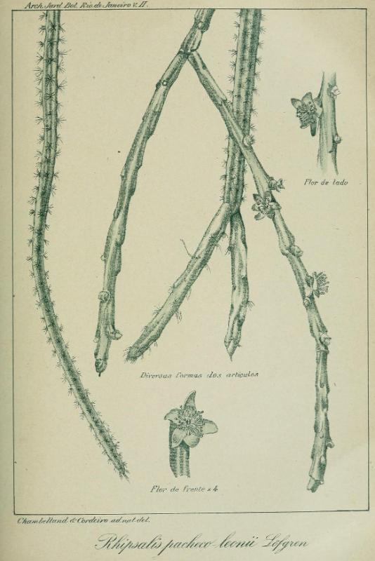 Rhipsalis pacheco-leonis subsp. pacheco-leonis, (syn. Rhipsalis pacheco-leonii Loefgr.)