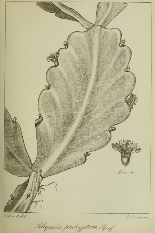 Rhipsalis pachyptera