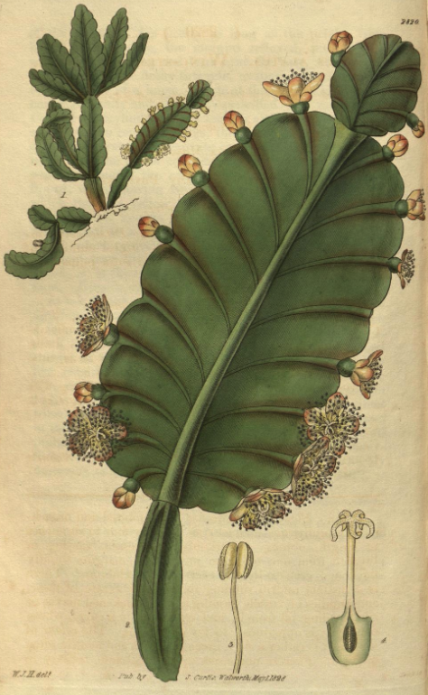 Rhipsalis pachytpera, (syn. Cactus alatus Hook.)