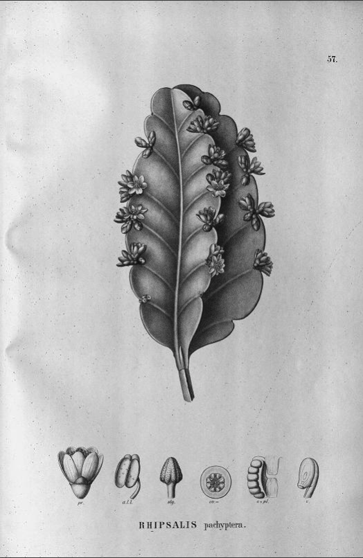 Rhipsalis pachyptera