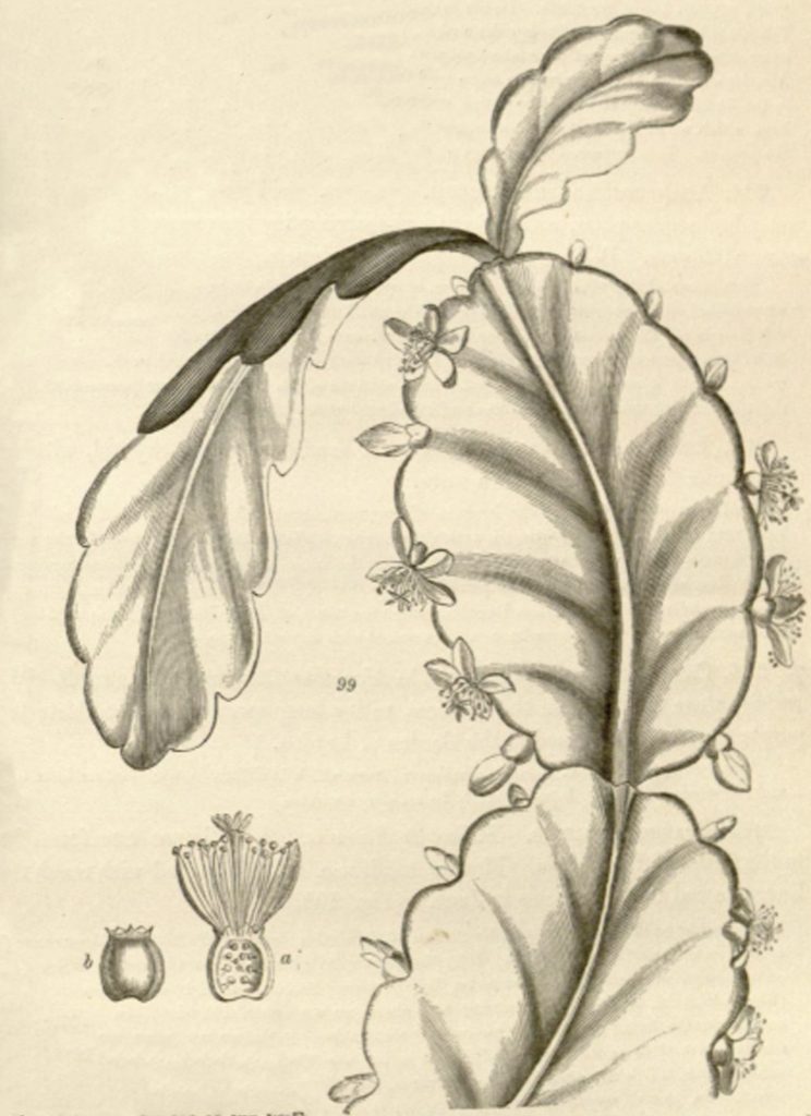 Rhipsalis pachyptera