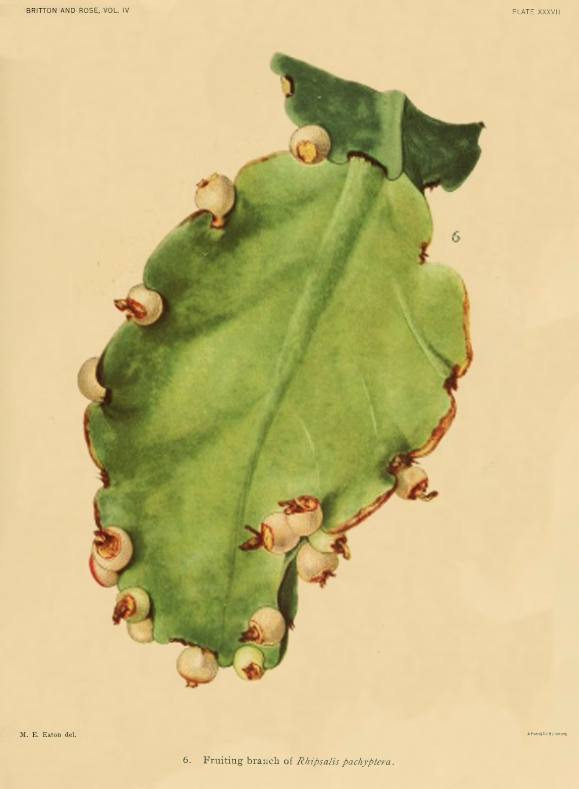 Rhipsalis pachyptera